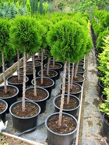 Topijar: Tuja Smaragd na štapu