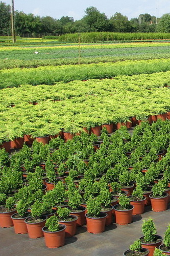 Prednosti četinara gajenih u saksijama - prikaz četinara u kontejnerima sa razvijenim korenovim sistemom