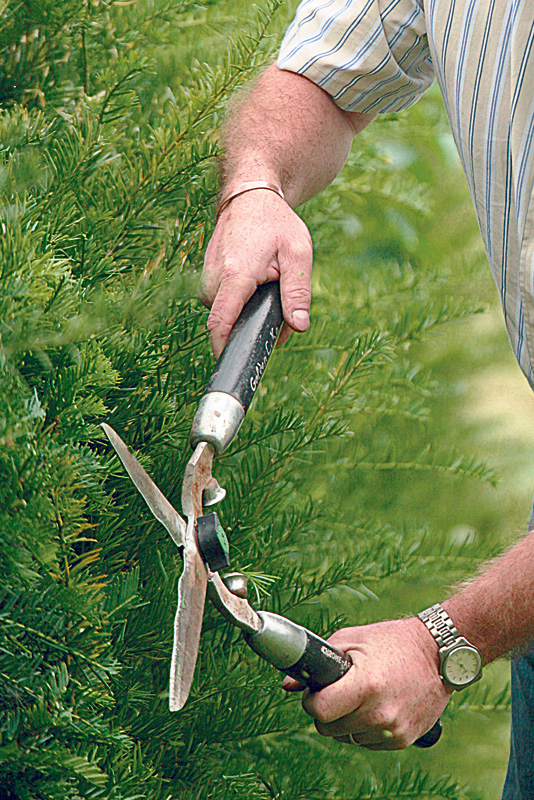 Sadnja i nega živih ograda - prikaz pravilno formiranih i održavanih četinarskih živih ograda