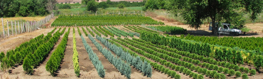 Rasadnik Jalovik - Cetinari sa busenom